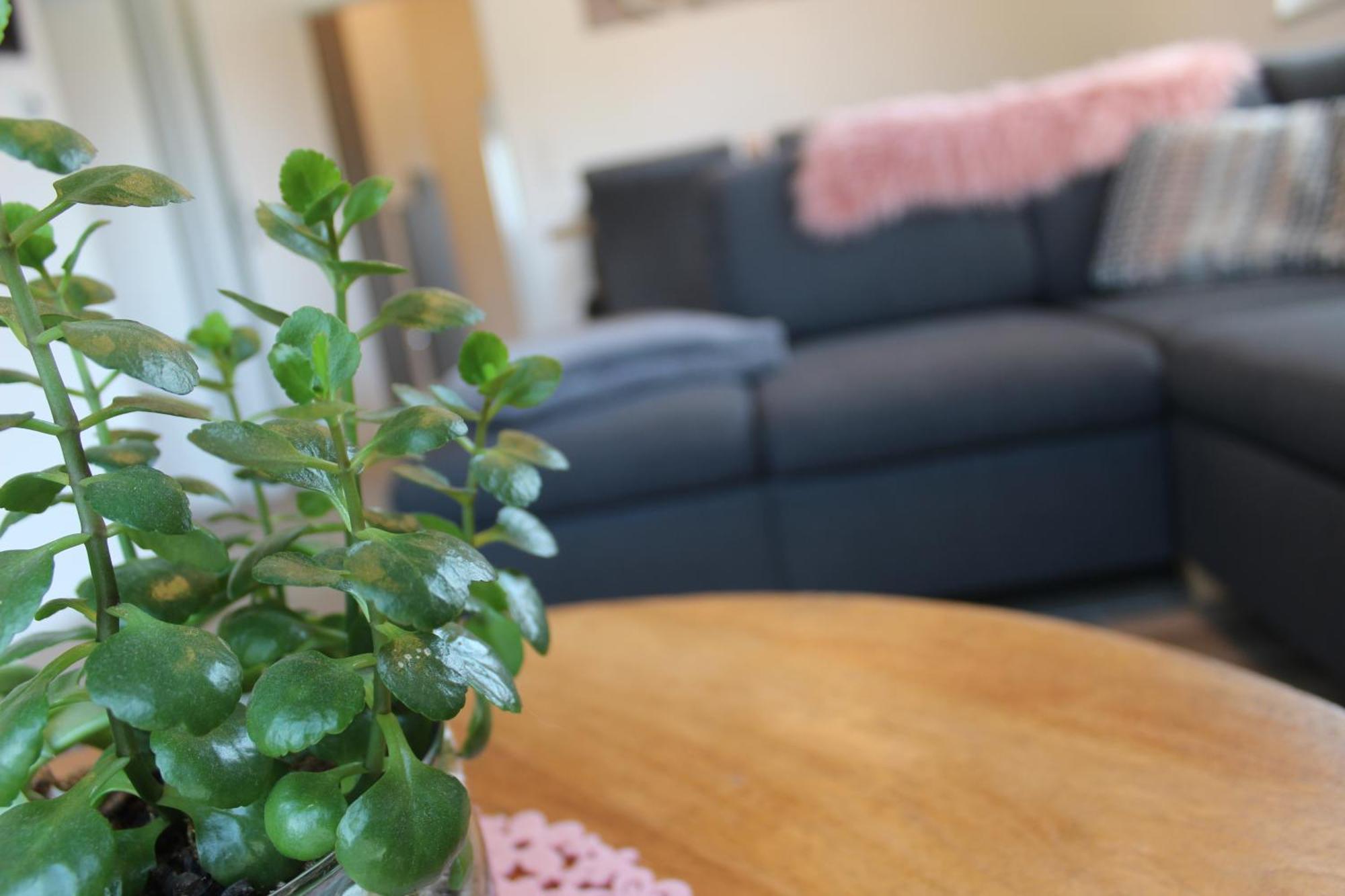 Ferienhaus Seehuis, Sauna, Angeln, Familienfreundlich Twist ภายนอก รูปภาพ